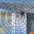 Picture of Halloweenská dekorace pavoučí síť 152 x 152 cm