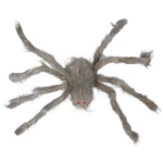 Obrázek z Halloweenská dekorace - pavouk Tarantule 70 cm 