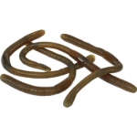 Sada čtyř gumových žížal jako žertovný doplněk